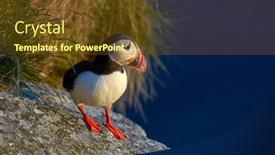  Presentation with cliff - Slide set consisting of cute-puffin-standing-on-cliff background and a tawny brown colored foreground