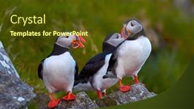  Presentation with cliff - Colorful presentation design enhanced with cute-puffin-standing-on-cliff backdrop and a tawny brown colored foreground