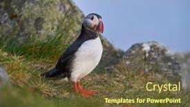  Presentation with cliff - Audience pleasing theme consisting of cute-puffin-standing-on-cliff backdrop and a tawny brown colored foreground