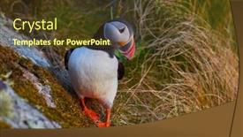  Presentation with cliff - PPT layouts featuring cute-puffin-standing-on-cliff background and a tawny brown colored foreground