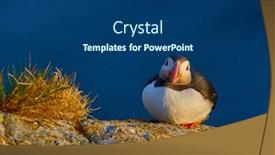  Presentation with cliff - Presentation design having cute-puffin-standing-on-cliff background and a ocean colored foreground