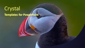  Presentation with cliff - Presentation theme consisting of cute-puffin-standing-on-cliff background and a  colored foreground