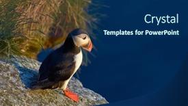  Presentation with cliff - Slide deck having cute-puffin-standing-on-cliff background and a  colored foreground