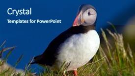  Presentation with pastel cute - Colorful PPT layouts enhanced with cute puffin standing on cliff backdrop and a  colored foreground