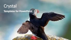  Presentation with cute nursing anime - Cool new theme with cute puffin standing on cliff backdrop and a  colored foreground