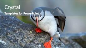  Presentation with cliff - Cool new presentation theme with cute puffin standing on cliff backdrop and a  colored foreground