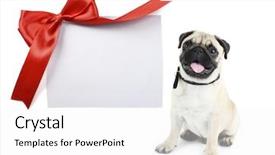  Presentation with greeting card - Colorful slides enhanced with cute pug dog with empty backdrop and a white colored foreground