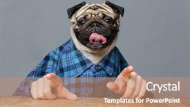  Presentation with dog - Colorful PPT layouts enhanced with cute pug dog with man backdrop and a coral colored foreground