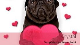  Presentation with candy heart - Amazing theme having cute pug holding a heart shaped box of chocolate candy on a white background backdrop and a red colored foreground