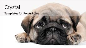  Presentation with puppy - Slides consisting of cute pug puppy on white background and a light gray colored foreground