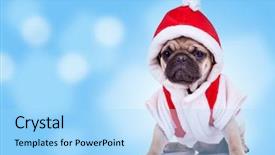  Presentation with santa - Cool new presentation design with cute pug puppy wearing backdrop and a light blue colored foreground