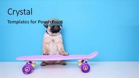  Presentation with color - Presentation having cute pug puppy with skateboard background and a  colored foreground