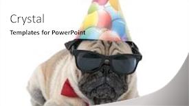  Presentation with cute birthday - Presentation design featuring cute pug wearing birthday hat sunglasses and bowtie laying down isolated on white background full body background and a white colored foreground