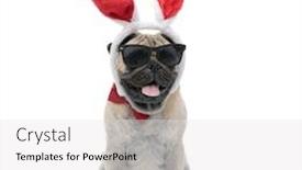  Presentation with bunny - Cool new PPT layouts with cute pug wearing sunglasses bunny ears and bowtie panting and sticking out tongue sitting isolated on white background full body backdrop and a white colored foreground