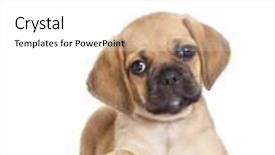  Presentation with building blocks - Beautiful presentation theme featuring cute puggle puppy with kids building blocks spelling dog backdrop and a white colored foreground