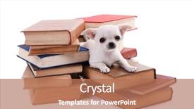  Presentation with tan book stack stacks of books - Slide deck having cute puppies - adorable chihuahua dog on heap background and a coral colored foreground