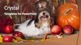  Presentation with autumn leaves falling - Amazing slide set having cute puppies - beaver yorkshire terrier and autumn backdrop and a  colored foreground