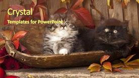  Presentation with kittens christmas holiday red christmas - Beautiful PPT theme featuring burden of tax payments backdrop and a ocean colored foreground