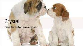  Presentation with puppy english cocker spaniel - Amazing PPT theme having cute puppies - puppy love - english bulldog backdrop and a lemonade colored foreground