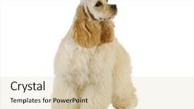  Presentation with puppy - Amazing slide deck having cute puppy - american cocker spaniel backdrop and a lemonade colored foreground