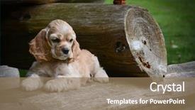  Presentation with puppy english cocker spaniel - Theme having cute puppy - american cocker spaniel background and a coral colored foreground