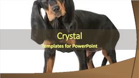  Presentation with tan - Beautiful PPT theme featuring cute puppy - black and tan backdrop and a  colored foreground