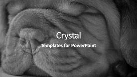  Presentation with cute christmas pug puppy dog - Slide deck featuring cute puppy - dogue de bordeaux background and a  colored foreground