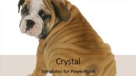  Presentation with english bulldog - Beautiful slides featuring cute puppy - english bulldog puppy backdrop and a gold colored foreground