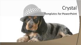  Presentation with puppy english cocker spaniel - Presentation theme having cute puppy - english cocker spaniel background and a white colored foreground