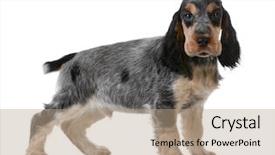  Presentation with puppy english cocker spaniel - Theme with cute puppy - english cocker spaniel background and a  colored foreground