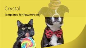  Presentation with snacks - Presentation theme with cute-puppy-and-kitten-eating background and a yellow colored foreground
