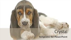  Presentation with basset hound - Slides with cute puppy - basset hound puppy laying down looking at viewer - 8 weeks old background and a mint green colored foreground