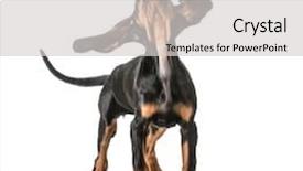  Presentation with tan - Beautiful PPT theme featuring cute-puppy-black-and-tan backdrop and a light gray colored foreground
