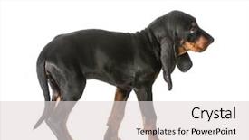  Presentation with tan - PPT theme having cute-puppy-black-and-tan background and a light gray colored foreground
