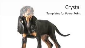  Presentation with tan - Presentation design having cute-puppy-black-and-tan background and a white colored foreground