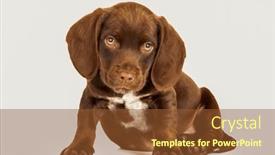  Presentation with ears - Slide deck enhanced with cute-puppy-dog-brown background and a tawny brown colored foreground
