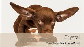  Presentation with ears - Slides with cute-puppy-dog-brown background and a soft green colored foreground