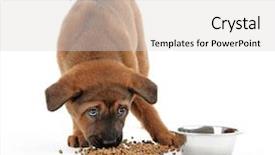  Presentation with puppy - Beautiful slide set featuring cute puppy eating isolated backdrop and a light gray colored foreground