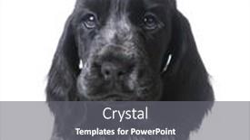  Presentation with puppy english cocker spaniel - Audience pleasing presentation design consisting of cute-puppy-english-cocker-spaniel backdrop and a gray colored foreground