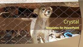  Presentation with cage - Amazing PPT layouts having cute-puppy-in-shelter-cage backdrop and a tawny brown colored foreground