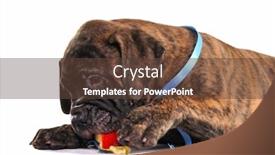 Presentation with apple - Slide deck consisting of cute-puppy-is-eating background and a tawny brown colored foreground