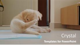  Presentation with body - Slide deck with cute-puppy-licking-her-body background and a gray colored foreground