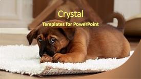  Presentation with carpet - Audience pleasing theme consisting of cute puppy lying on carpet near fireplace in room backdrop and a tawny brown colored foreground