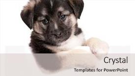  Presentation with cute christmas pug puppy dog - Amazing PPT theme having cute puppy of 1 5 backdrop and a  colored foreground