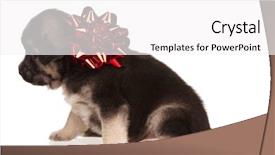  Presentation with red bow - Audience pleasing presentation consisting of cute puppy of 3 weeks old with red bow on a white background backdrop and a white colored foreground