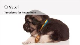  Presentation with gold medal - Slides with cute puppy of 3 weeks old with gold medal on a white background background and a white colored foreground