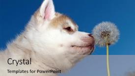  Presentation with husky - Amazing PPT layouts having cute puppy of siberian husky backdrop and a soft green colored foreground