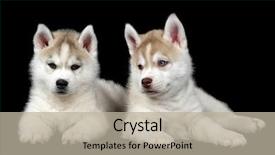  Presentation with siberian husky dog black - Amazing slide deck having cute puppy of siberian husky backdrop and a mint green colored foreground
