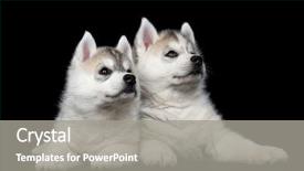  Presentation with siberian husky dog black - Audience pleasing slide deck consisting of cute puppy of siberian husky backdrop and a gray colored foreground