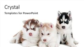  Presentation with husky - Theme enhanced with cute puppy of siberian husky background and a white colored foreground